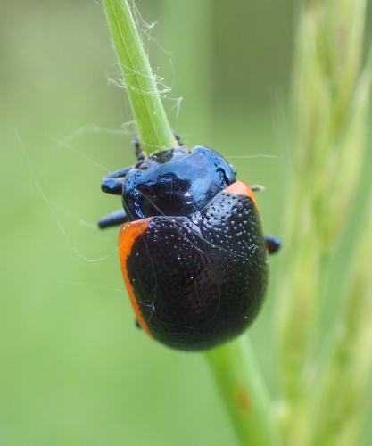 Réf. 256 556 : Chrysolina sp.